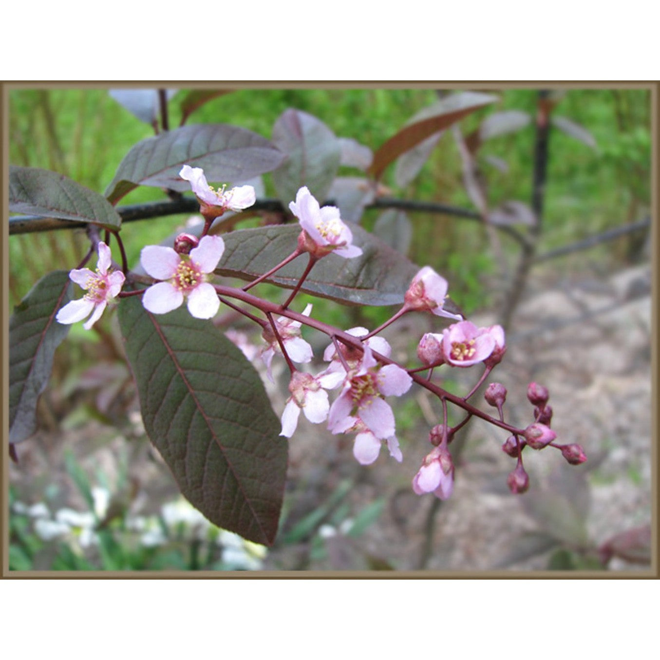 Blodhägg – Prunus padus 'Colorata' - 8/10 in Cont HO/ST